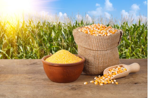 From Field to Table: Nkosh's Innovative Appro...