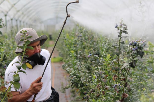 Pesticides in Kanpur: Solutions for Sustainab...