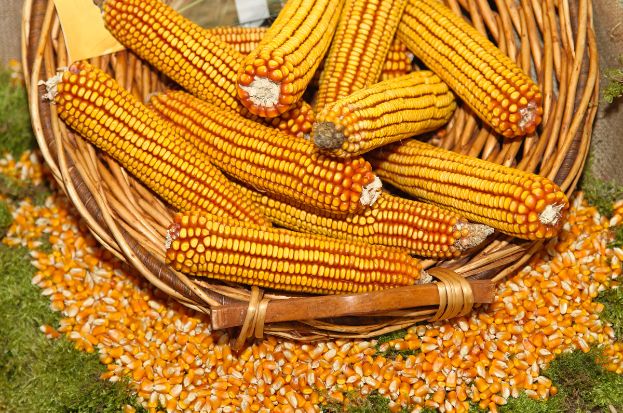 India's Maize Supply Chain: Challenges in Mai...