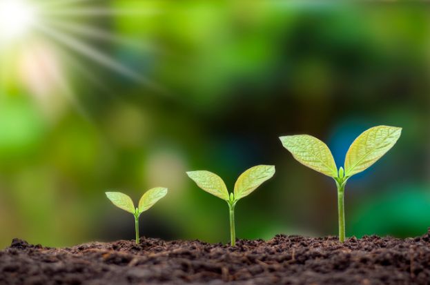 Cultivating the Future: Embracing Sustainable...