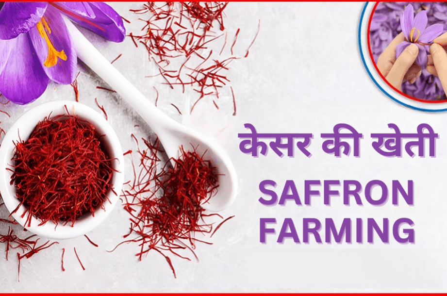 Saffron Farming |  केसर की खेती 