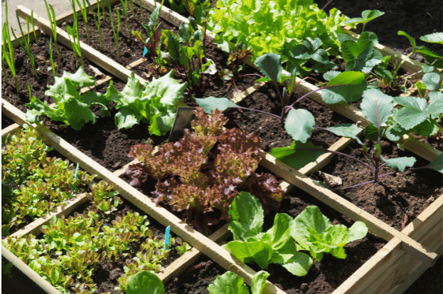 घर पर खेती (Home Gardening): अपनी जगह पर उगाए...