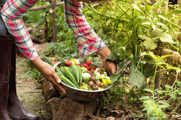 Organic Farming in India: Embracing Sustainab...