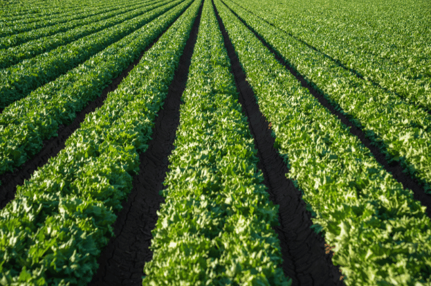 Agriculture and Farming in Kanpur: Growing Pr...