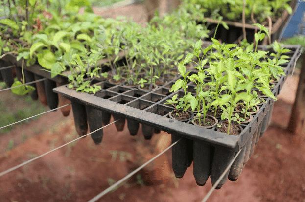 Embracing Agroecology: Cultivating Sustainabl...