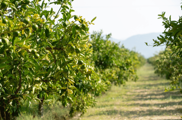 Sustainable Agriculture with Nkosh: Cultivati...