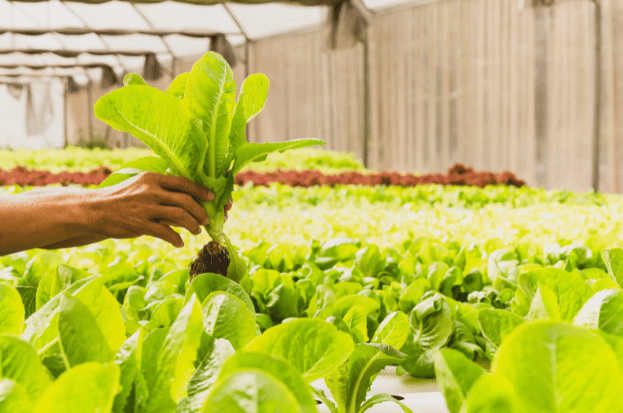 Organic Kheti with Nkosh: Embracing Sustainab...