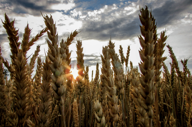 Agri Commodities in India: A Comprehensive Ov...