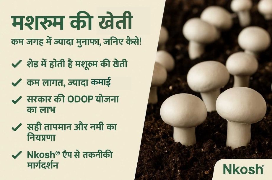 मशरूम की खेती | Cultivation of Mushrooms