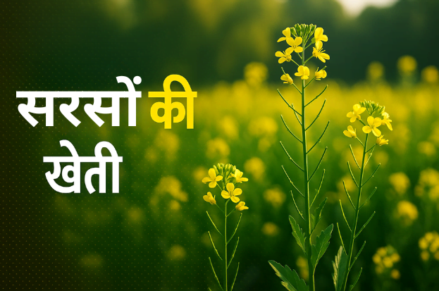 Mustard Cultivation in India: Profit, Soil Re...