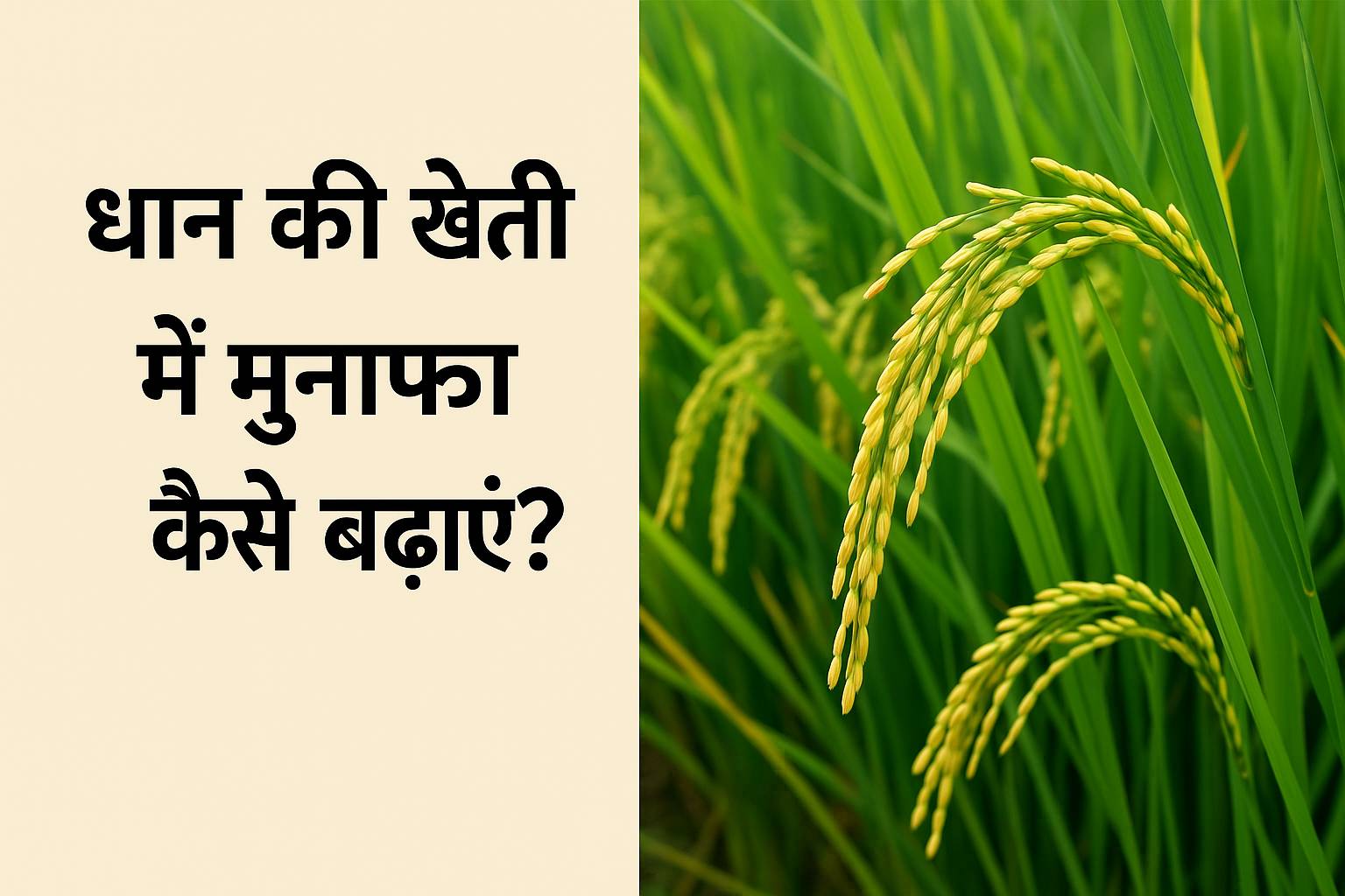 धान की खेती से ज्यादा मुनाफा कैसे कमाएँ? How ...